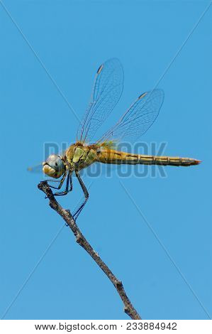 Close-up Of Brownish Yellow Dragonfly On A Twig And Blue Background Sky