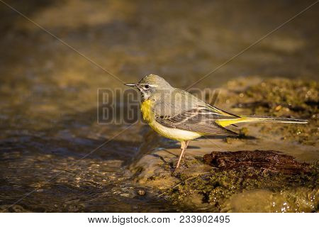 The Grey Wagtail Is More Colourful Than Its Name Suggests With Slate Grey Upper Parts And Distinctiv