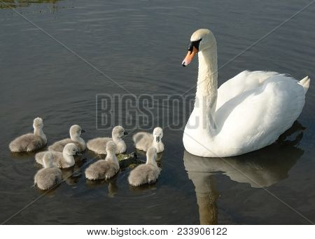Mother Swan Looking After Her Eight Baby Cygnets