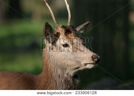 Close-up View Of A Beautiful Red Deer