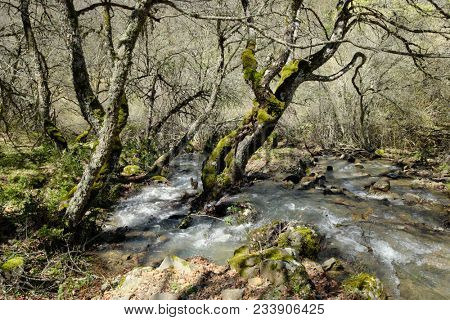 vernal water stream on Cantatore Vallone in Nebrodi Park, Sicily 