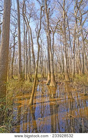 Bottomland, Hardwood Forest, Wetland In The Sun In Congeree National Park In South Carolina