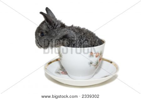 Graue kleine Kaninchen weiß Cup