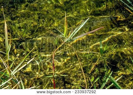 Landscape Of Big Cypress National Swamp In Florida