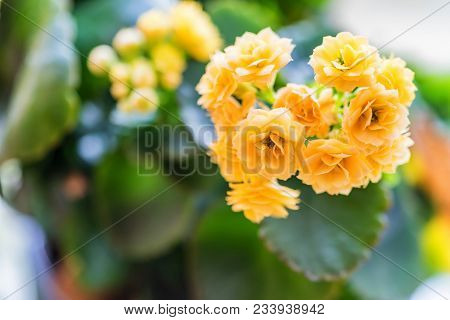 Close Up Beautiful Golden Yellow Kalanchoe Flowers