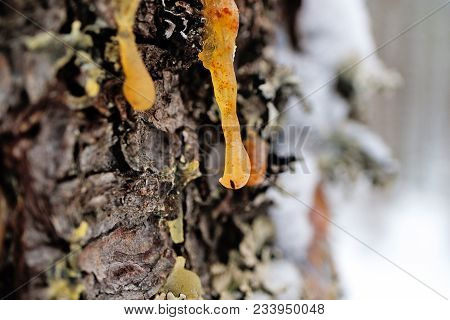 Drops Of Resin On A Living Tree In The Forest, A Backdrop Of A Wild