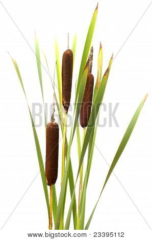 Reed Mace.