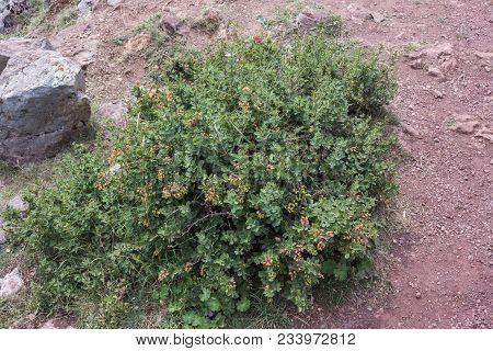 Detail Of Leaves, Branches And Fruits Of European Barberry, Berberis Vulgaris. Photo Taken In Salien