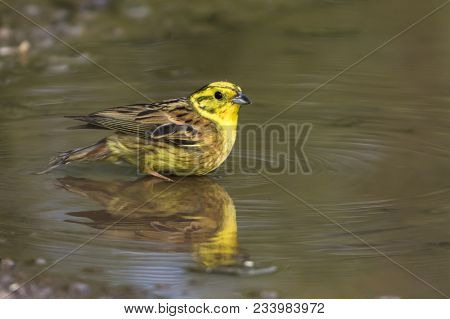 Yellowhammer (emberiza Citrinella)