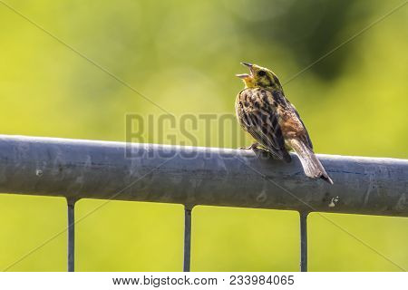 Yellowhammer (emberiza Citrinella)