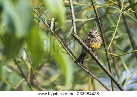 Yellowhammer (emberiza Citrinella)