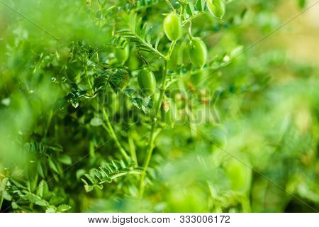 Fresh Green Chickpeas Field , Chick Peas Also Known As Harbara Or Harbhara In Hindi And Cicer Is Sci