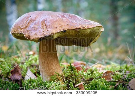 Boletus Mushroom In A Forest In Autumn