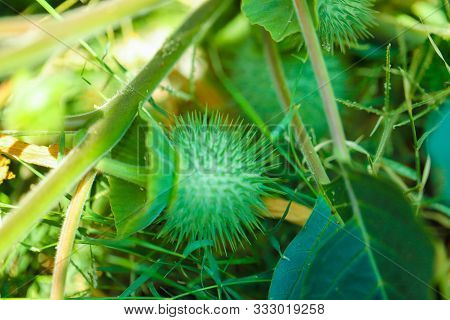 Fresh Green Dhatura Fruit In Indian Farm