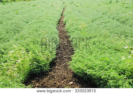 Fresh Green Chickpeas Field , Chick Peas Also Known As Harbara Or Harbhara In Hindi And Cicer Is Sci