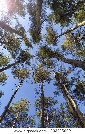 Tall Trees Framing The Sky In The Middle. Pine Trees Tops Vertical On Blue Sky Background. The Fall 