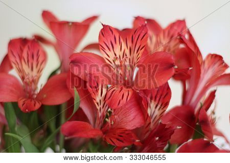 Alstroemeria Flower Red. Bouquet Of Flowers Alstroemeria. . Close-up.