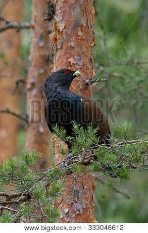 The Western Capercaillie, Tetrao Urogallus, Also Known As The Wood Grouse, Heather Cock, Or Just Cap