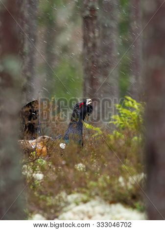 The Western Capercaillie, Tetrao Urogallus, Also Known As The Wood Grouse, Heather Cock, Or Just Cap