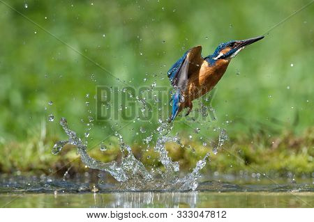 The Diving Common Kingfisher, Alcedo Atthis Is Flying With His Prey In Green Background. The Kingfis