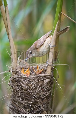 The Great Reed Warbler, Acrocephalus Arundinaceus Is Feeding Its Chicks Inside The Reeds, There Is S