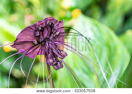 Close-up Shot Of Beautiful Bat Flowers, Or Black Lily (scientific Name: Tacca Chantrieri). Selective