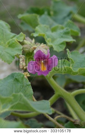 Common Devils Claw Flower - Latin Name - Proboscidea Louisianica