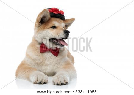 Joyful Akita Inu curiously looking away and panting while wearing bowtie and a decorated hat, laying down on white studio background
