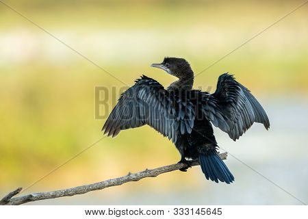 A Pygmy Cormorant (microcarbo Pygmaeus) Resting On A Small Branch Near The Water (isonzo, Italy)