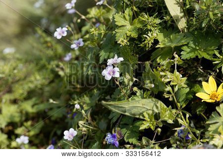 Flowers Of Geranium Arabicum In A Meadow In Ethiopia.