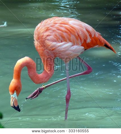 Pink Flamingo Is Fishing In Turquoise Water