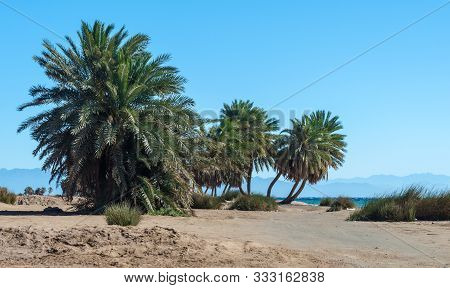Palm Trees By The Sea Against The Backdrop Of Mountains In Egypt Dahab South Sinai