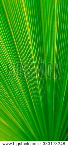 Tropical Leaves Texture, Close Up, Selective Focus. Green Palm Leave Texture, Selective Focus. Green