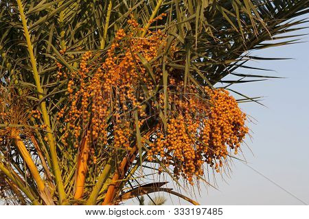 Ripe Fruits Of Date Tree Hang On Tree. Dates Hang On Tree. Tropical Fruits. Close Up Clusters Yellow
