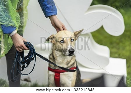 Cute Clever Dog From Shelter With Very Expressive Sad Eyes Of Hope, In Kind Hands Of A Girl Voluntee