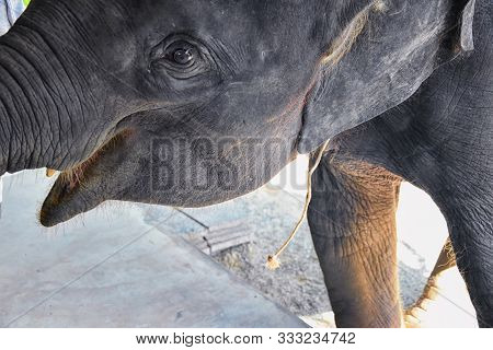 Baby Elephant, Elephas Maximus, Rescued, Healing To Be Reintroduced Into The Wild, Close Up View In 