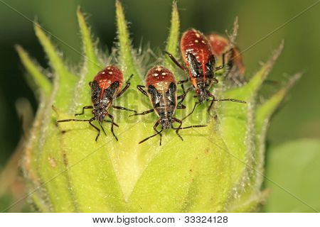 Stinkbug