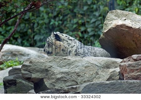 Snow Leopard