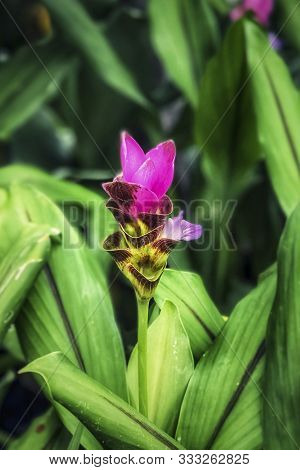 Closeup And Selective Focus Pink Siam Tulip Or Krachiew Flowers In The Garden.