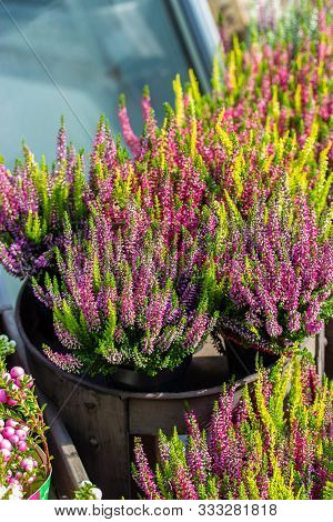 Blossom Heather Calluna In Pots, Pink Flowers On A Heather Bush. Vertical Backdrop, Flower Shop. Hea