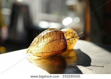 Physalis Fruits Physalis Peruviana .dry Golden Boxes Of Physalis Are Lit With Light. Shot Close Up.