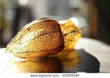 Physalis Fruits Physalis Peruviana .dry Golden Boxes Of Physalis Are Lit With Light. Shot Close Up.