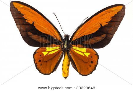 Toeantei motýlů Ornithoptera croesus izolované na bílém
