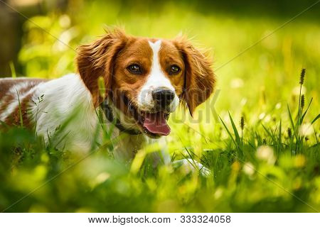 Epagneul Breton, Spaniel Breton, Brittany Spaniel, Bretonischer Spaniel Lying In Grass Hidding From 