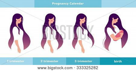 Pregnancy Calendar, Main Stages. A Pregnant Woman In The 1st, 2nd, 3rd Trimester Of Pregnancy And Wi