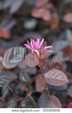 Pink Chinese Fringe Flower Fire Dance - Latin Name - Loropetalum Chinense Fire Dance