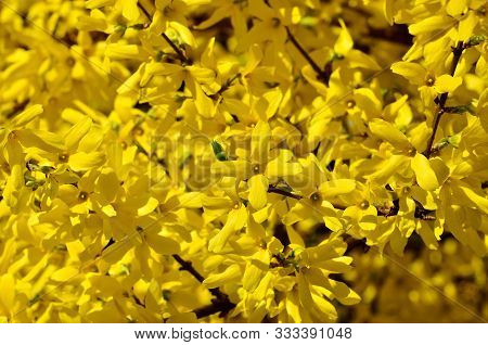 Beautiful Yellow Flowers Of Forsythia Close-up In The Bright Sun