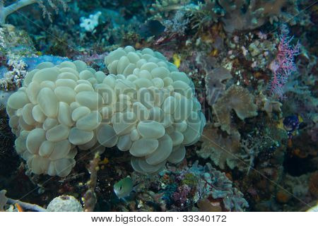 Suuri kupla Coral