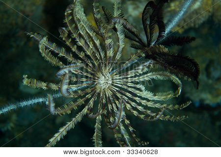 Hydroid útes