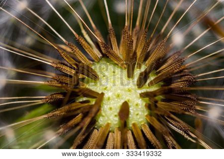 Background From Common Dandelion (taraxacum Officinale) Seeds Close-up